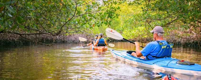Kayaking through a mangrove forest
